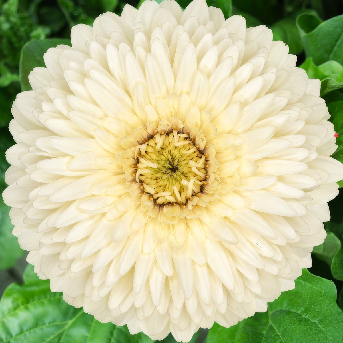 Gerbera Sam Plagersam - Garden Express Australia
