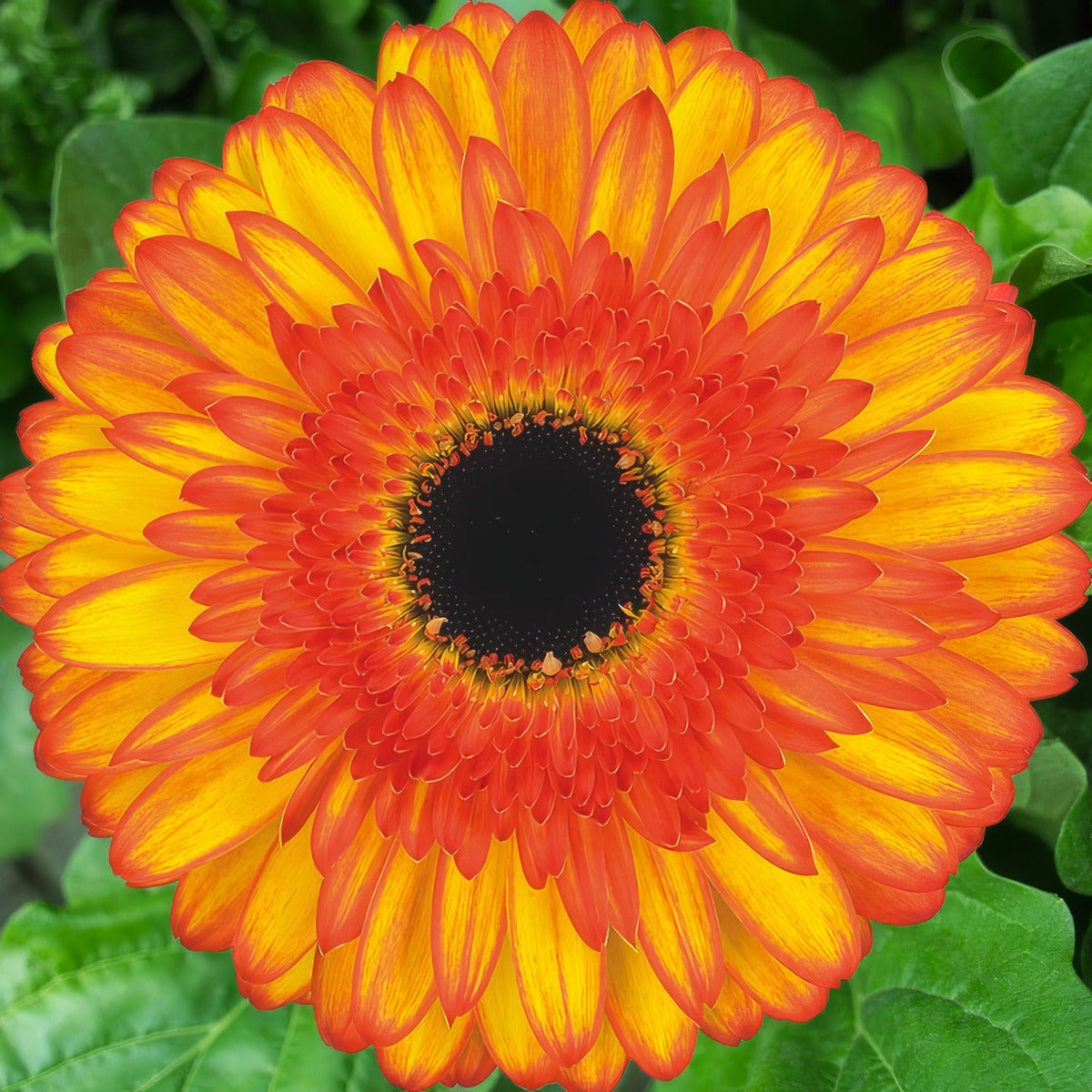 Gerbera Spotlight Pkgerspo - Garden Express Australia