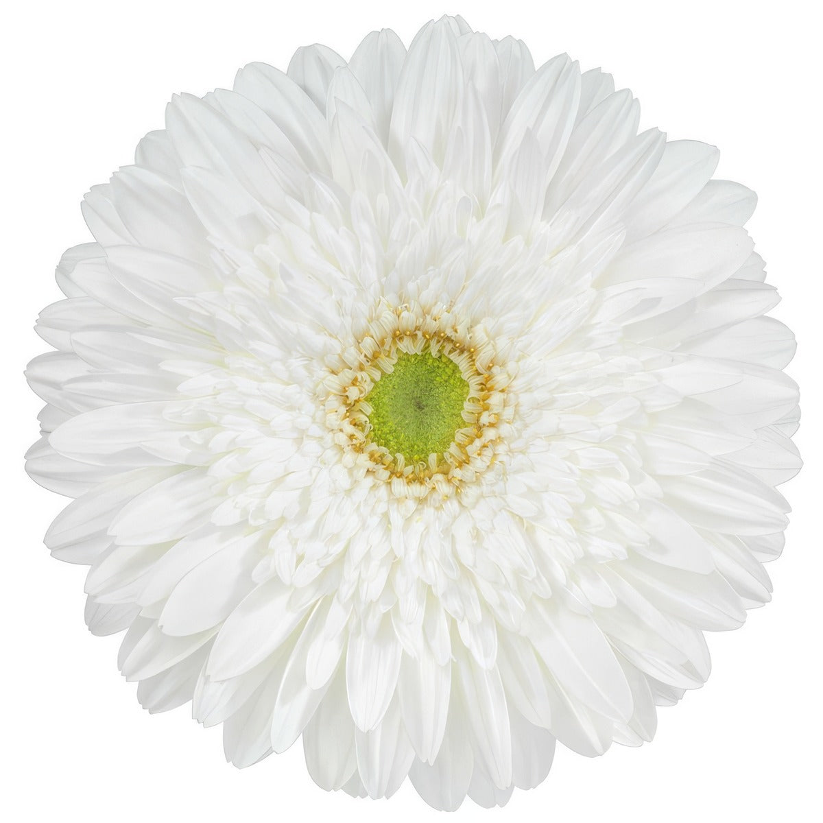 Gerbera Xoch Plagerpre - Garden Express Australia