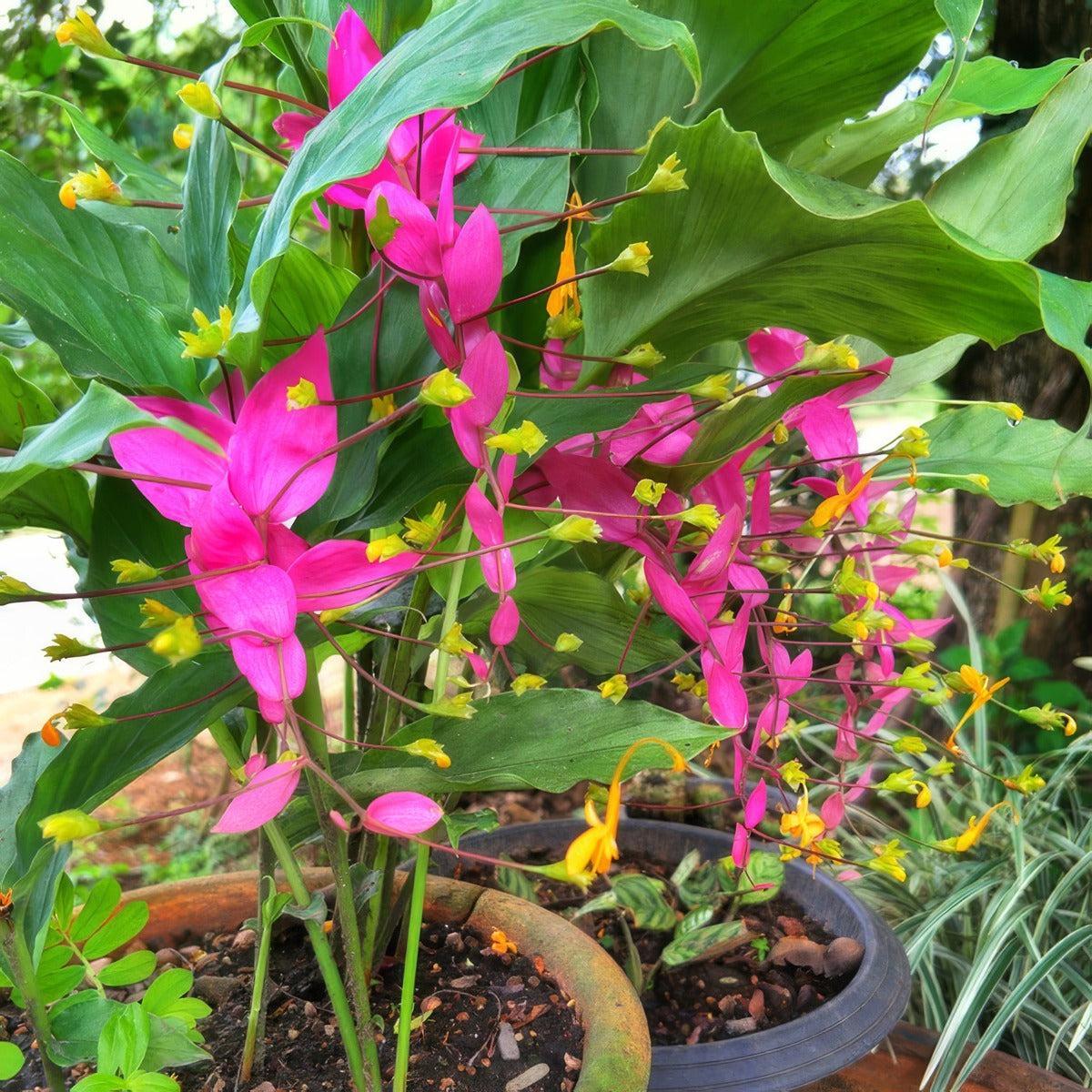 Ginger Globba Red Dragon P14ginrdr - Garden Express Australia