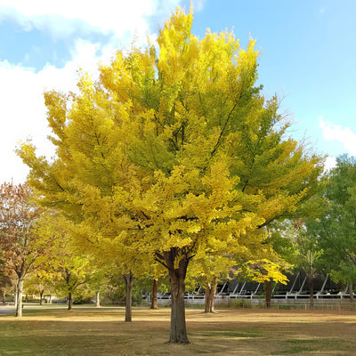 Ginkgo Biloba Treeling Tseginbil - Garden Express Australia