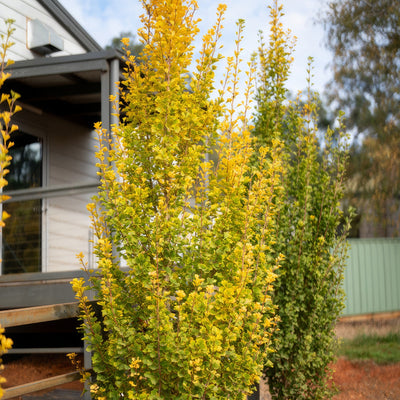 Ginkgo Lemonlime Spire Autumn - Garden Express Australia