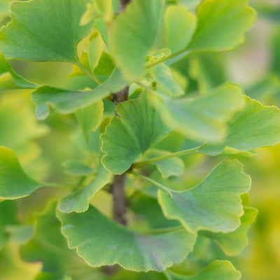 Ginkgo Lemonlime Spire Foliage - Garden Express Australia