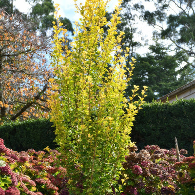 Ginkgo Lemonlime Spire Treginlsp - Garden Express Australia