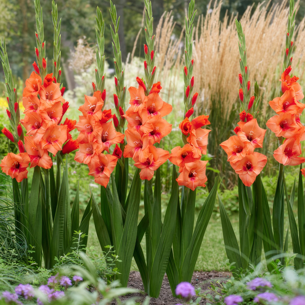 Glamini Gladioli Jenny Pkggljen - Garden Express Australia