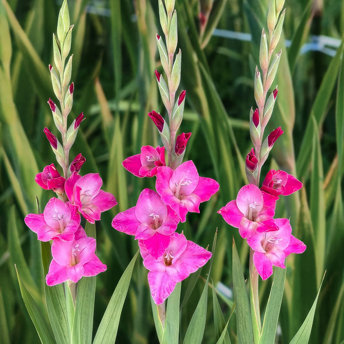 Glamini Gladioli Lizzy - Garden Express Australia