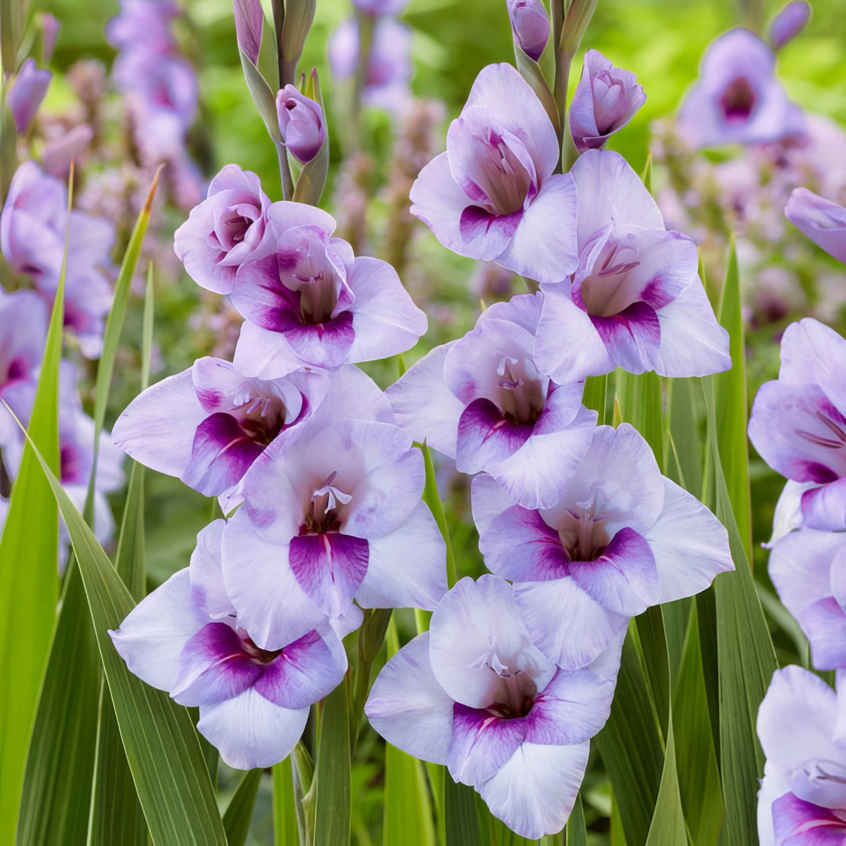 Glamini Gladioli Tina Pkggltin - Garden Express Australia