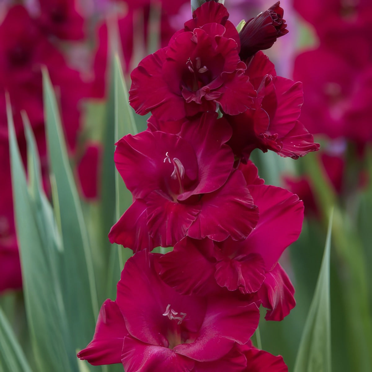 Glamini Gladioli Verdi Pkgglver - Garden Express Australia