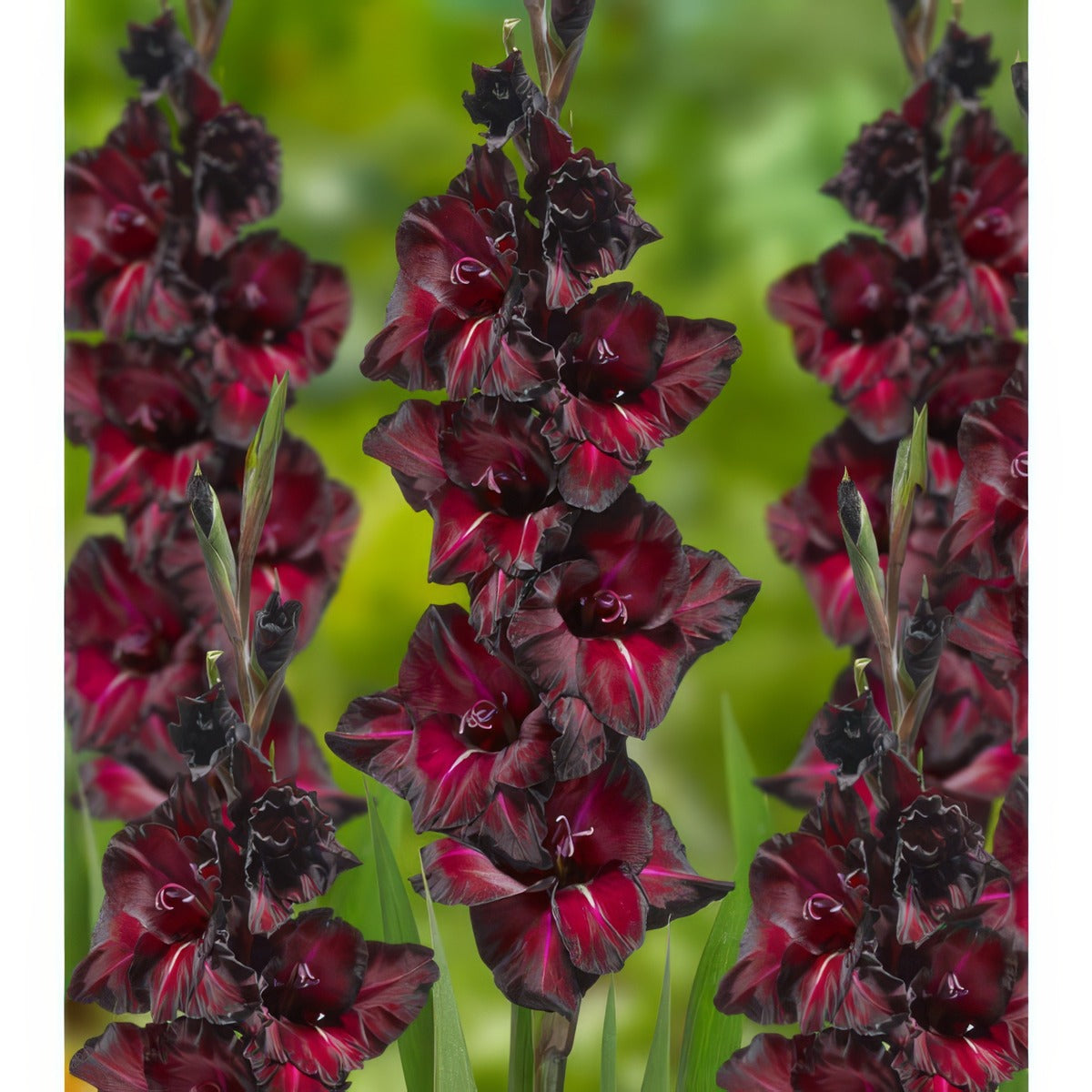 Gladioli Black Sea Pkglabse - Garden Express Australia