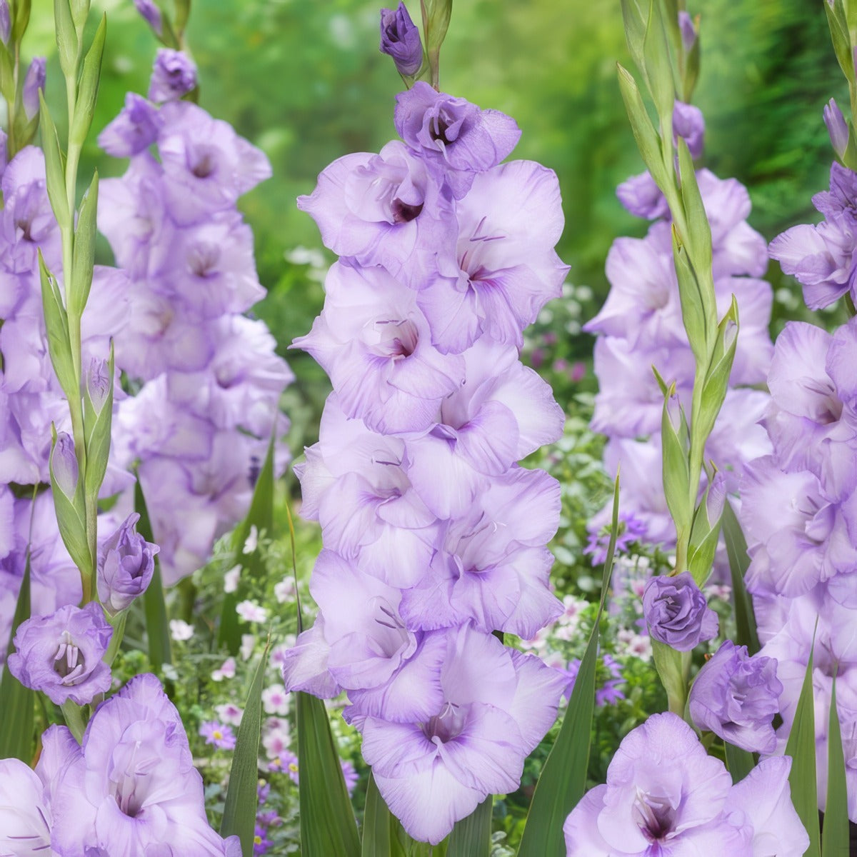 Gladioli Blue Tropic Pkglabtr - Garden Express Australia