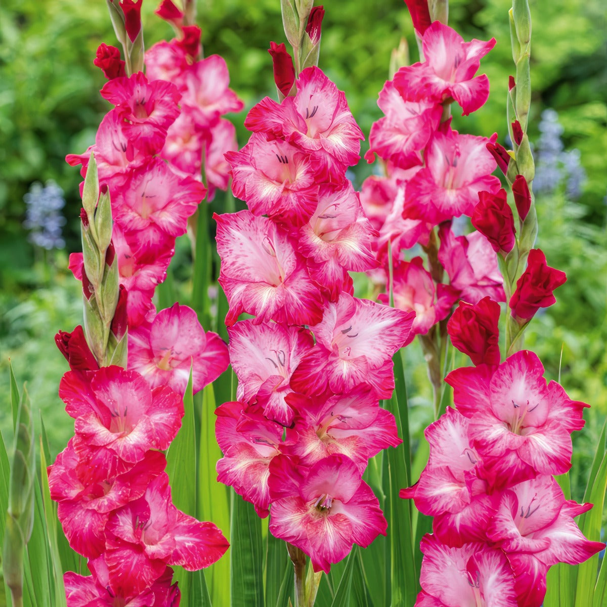 Gladioli Cantate Pkglacan 2025 - Garden Express Australia