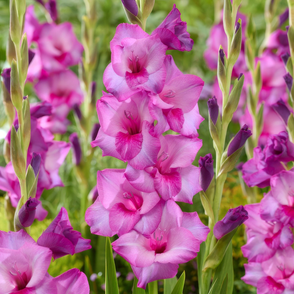 Gladioli Dreamy Violet Pkgladvi - Garden Express Australia