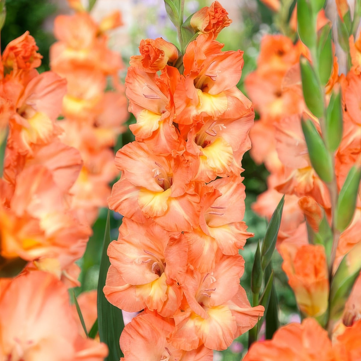 Gladioli Eminence Pkglaemi - Garden Express Australia