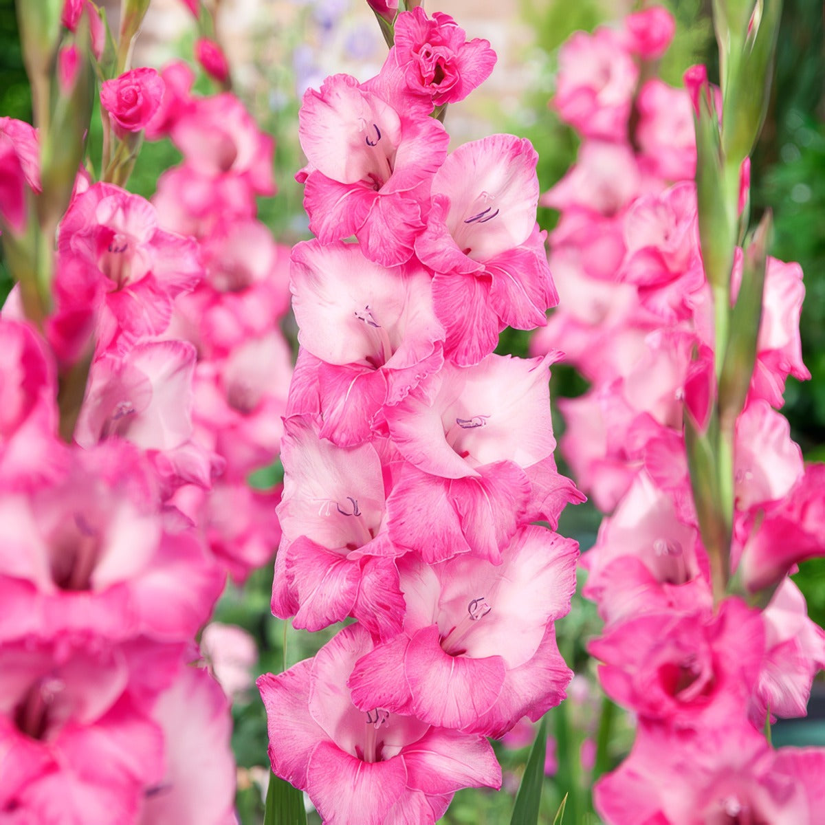Gladioli Fado Pkglafad - Garden Express Australia