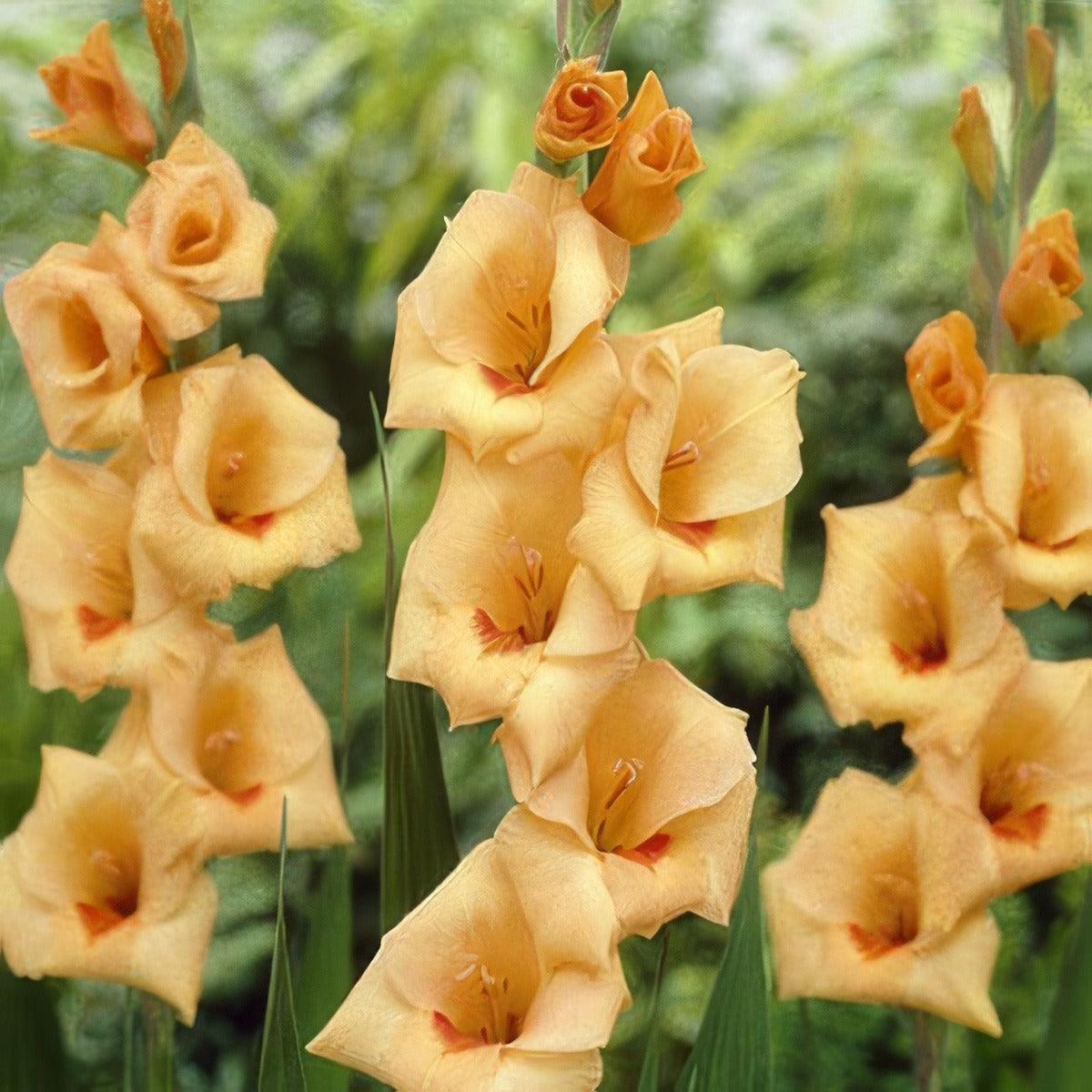 Mifgs Preorder Gladioli Flevobeach - Garden Express Australia