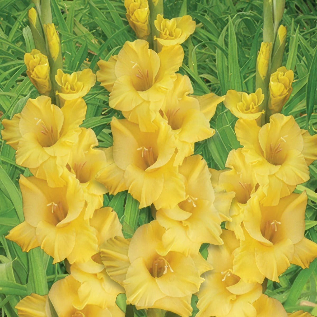 Gladioli Flevo Breezer 2018 Pkglafbr - Garden Express Australia