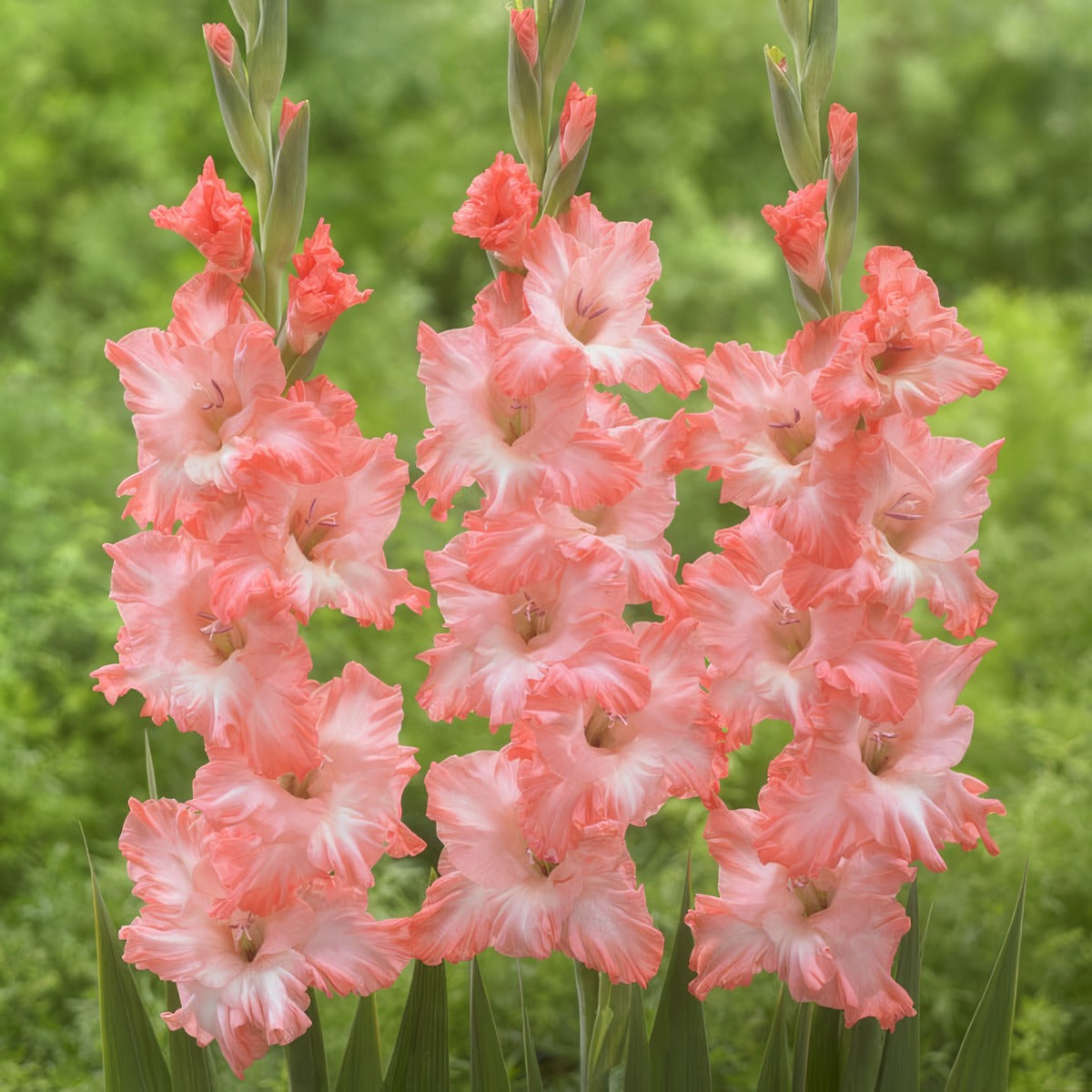 Gladioli Flevo Fusion Pkglaffu - Garden Express Australia