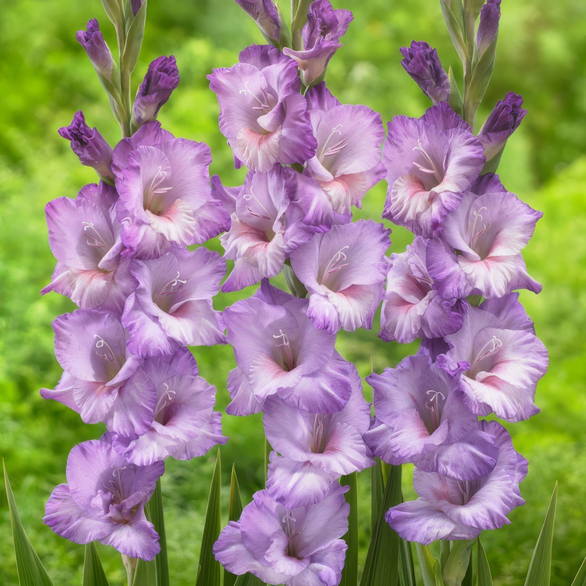 Gladioli Flevo Nautica Pkglafna - Garden Express Australia