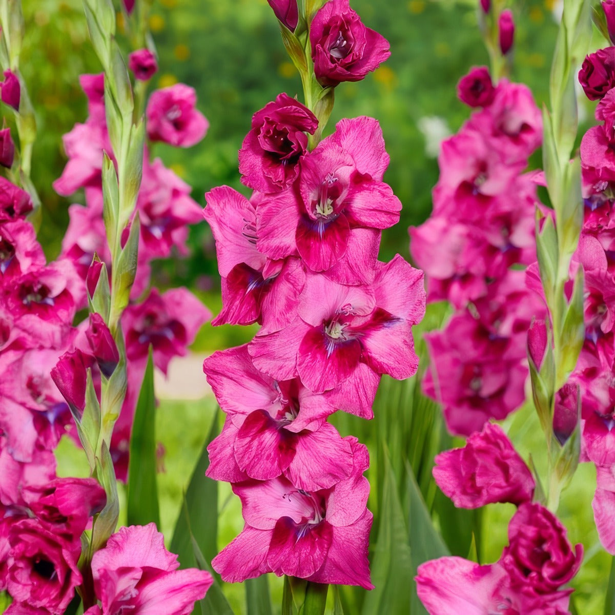 Gladioli Mystic Magenta Pkglamma - Garden Express Australia