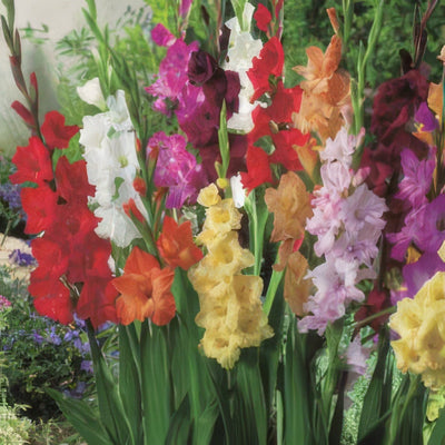 Gladioli Mixed 2019 Pkglamxd - Garden Express Australia