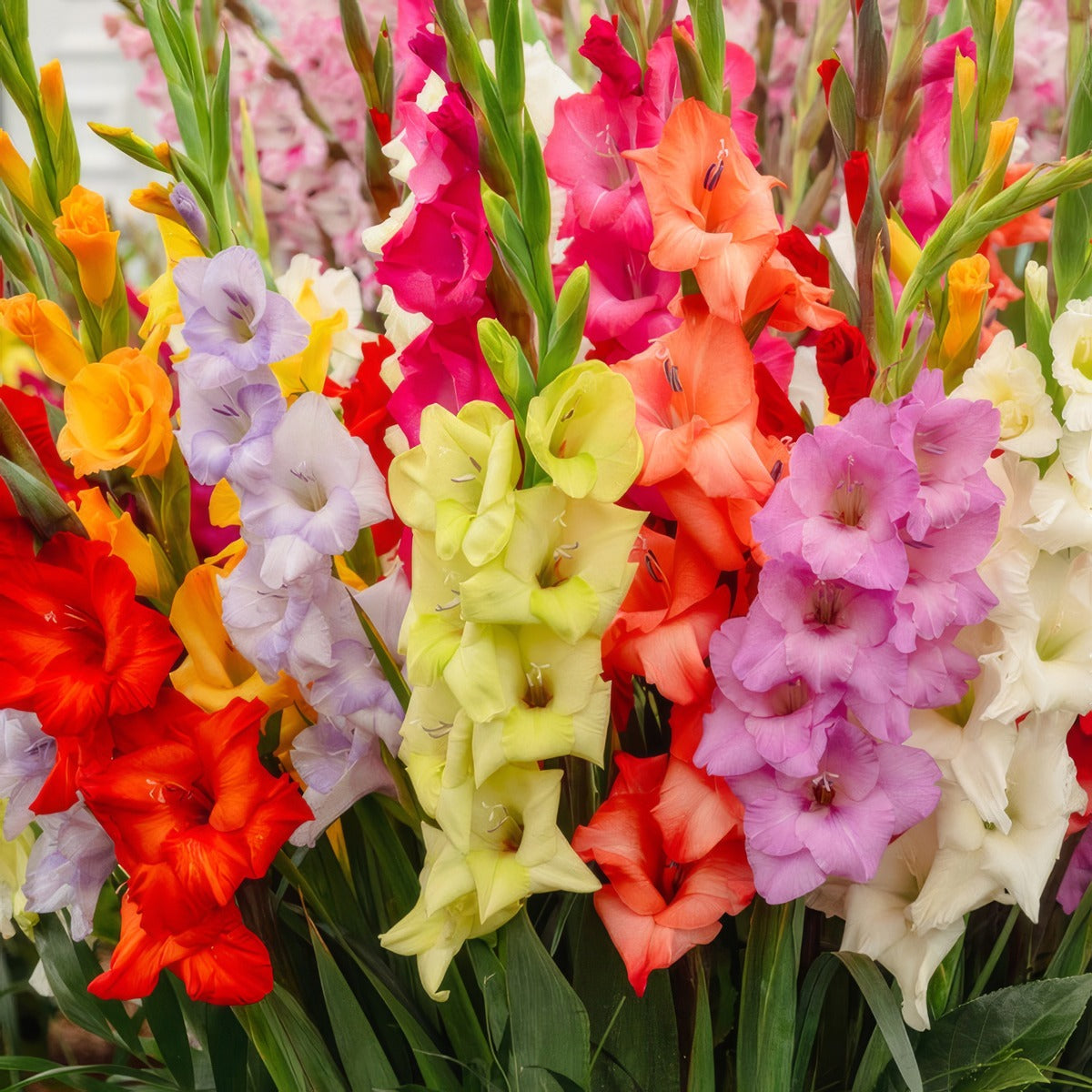 Gladioli Mixed Pkglamxd - Garden Express Australia