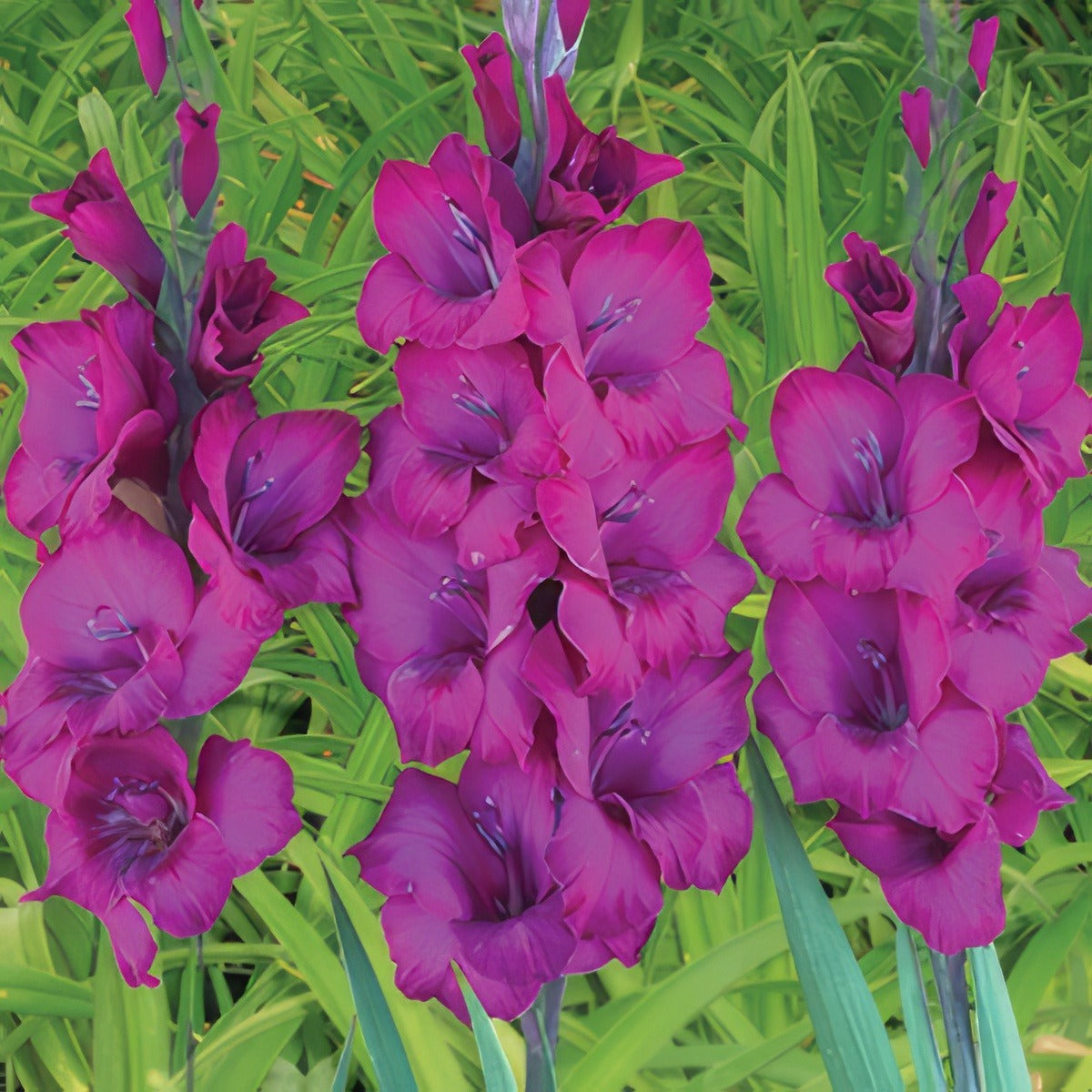 Gladioli Nathan 2018 Pkglanat - Garden Express Australia