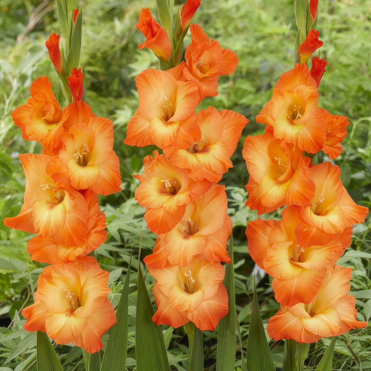 Gladioli Orange Sun Pkglaosu - Garden Express Australia