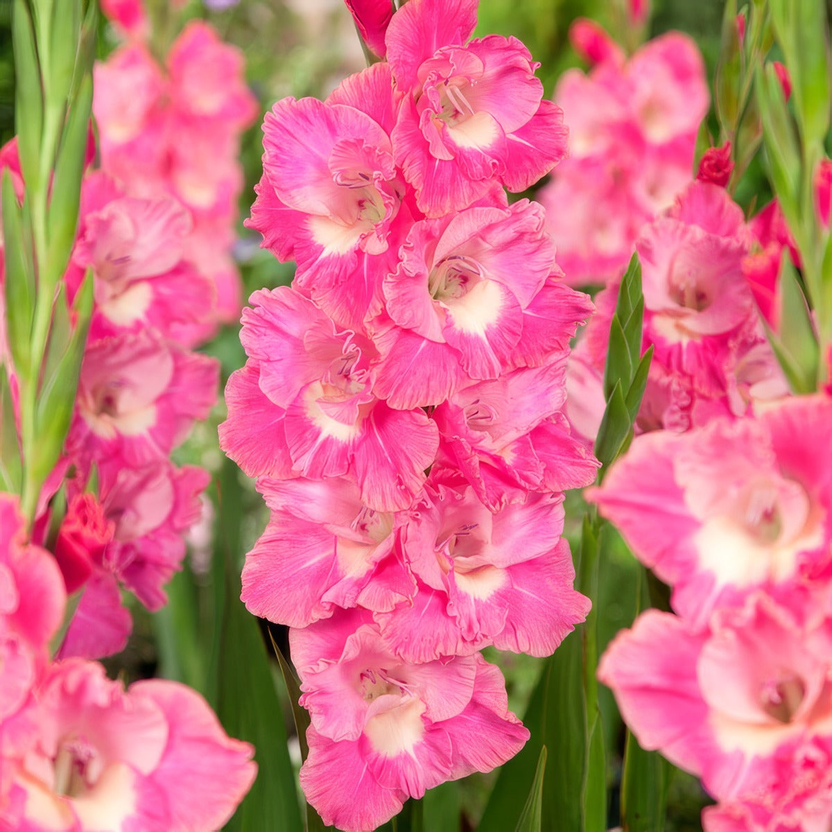 Gladioli Pink Parrot 2 Pkglappa - Garden Express Australia