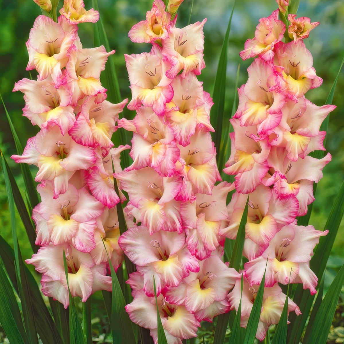 Gladioli Priscilla Pkglapri 2025 - Garden Express Australia