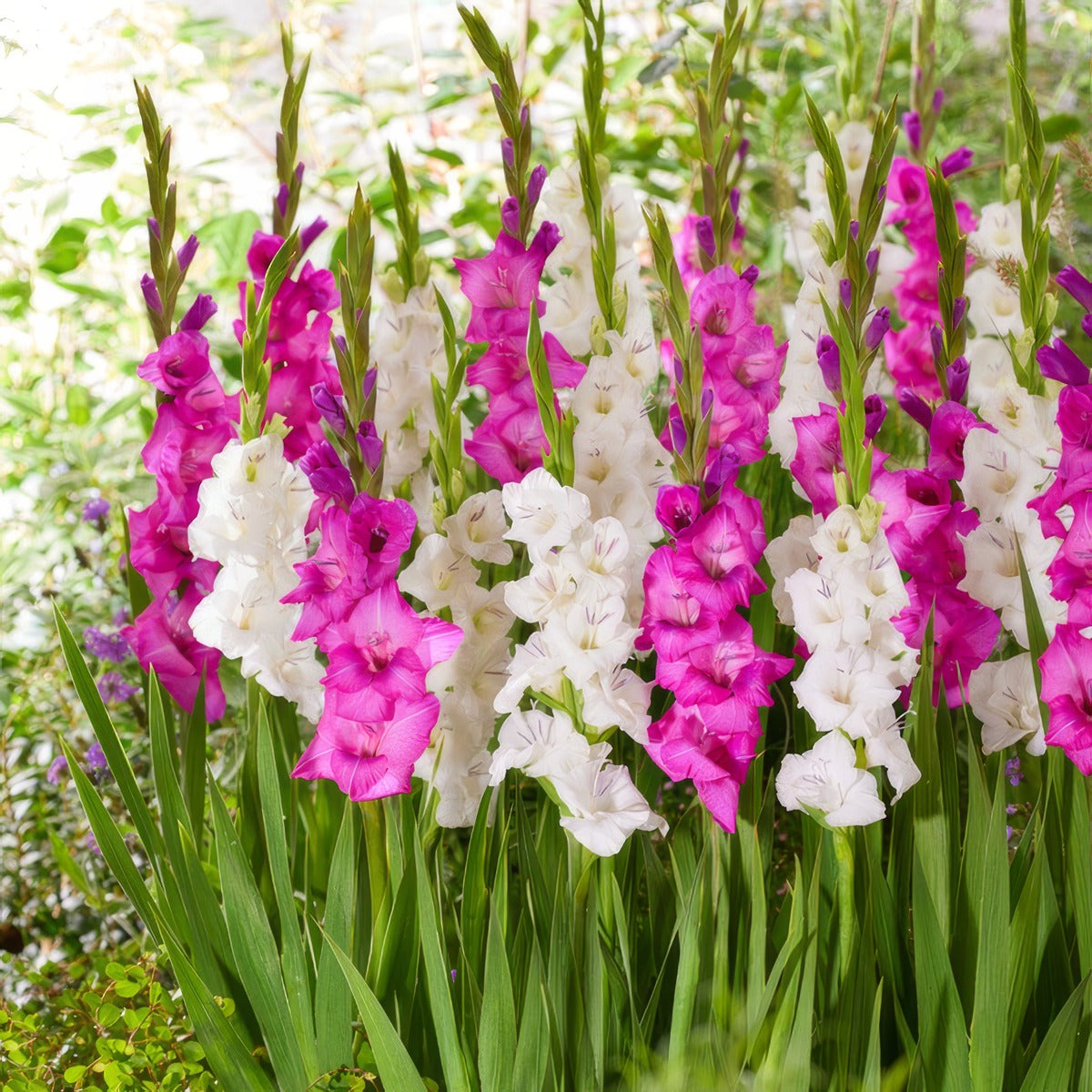Gladioli Pink White Blend Pkglapwb - Garden Express Australia