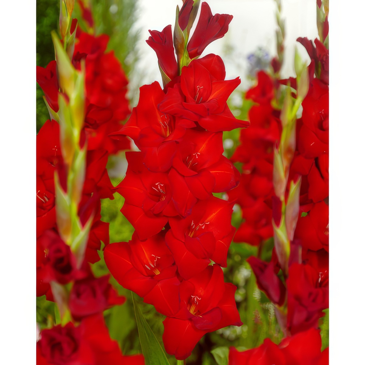 Gladioli Red Balance Pkglarba - Garden Express Australia