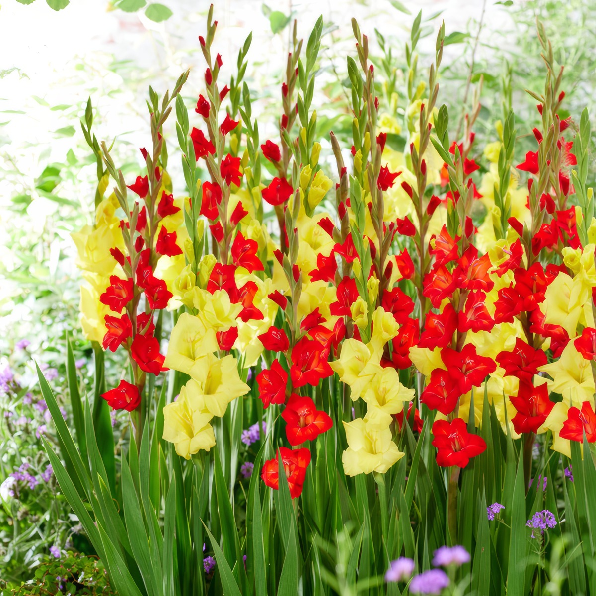 Gladioli Red Yellow Blend Pkglaryb - Garden Express Australia