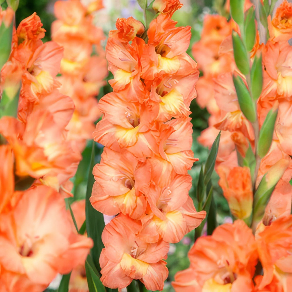 Gladioli Eminence 20 Pkglaemi - Garden Express Australia