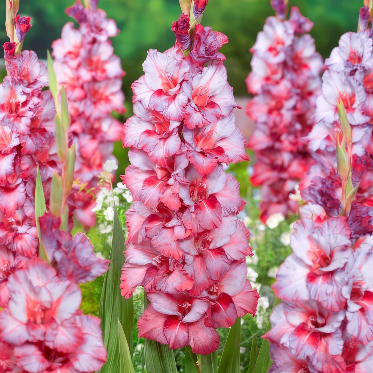 Gladioli Teds Trump Pkglattr - Garden Express Australia