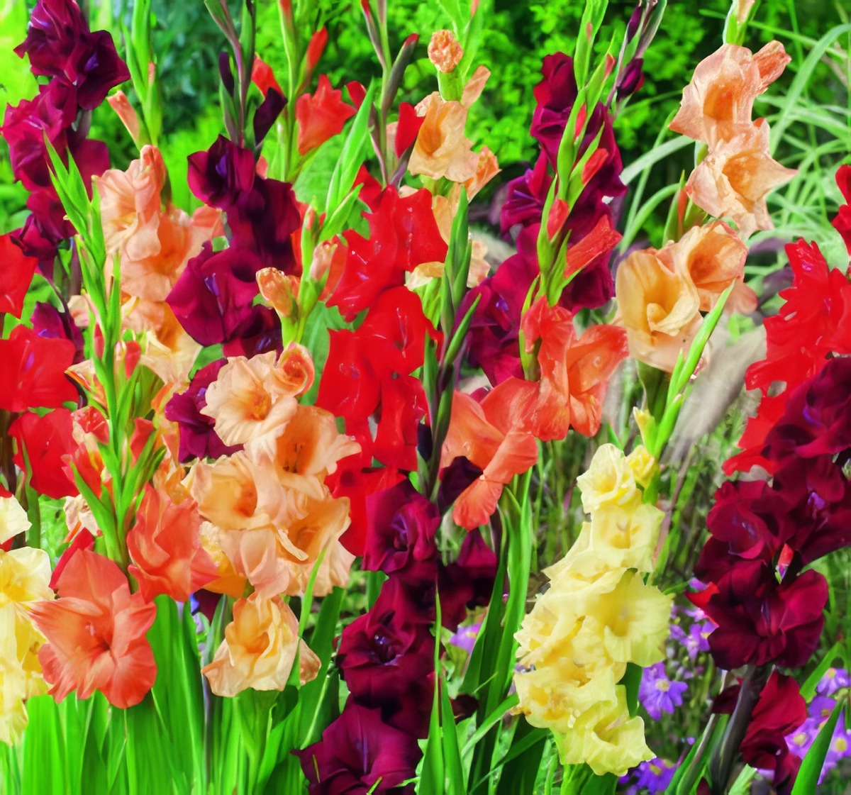 Gladioli Wildfire Mixed Bulglawfb - Garden Express Australia