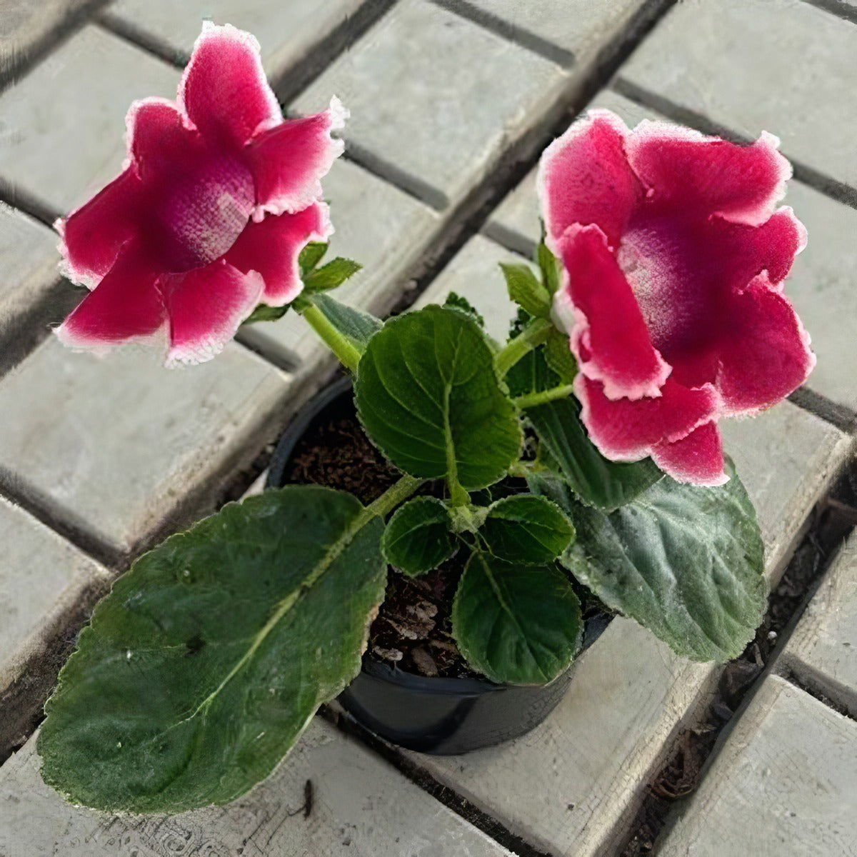 Gloxinia - Garden Express Australia