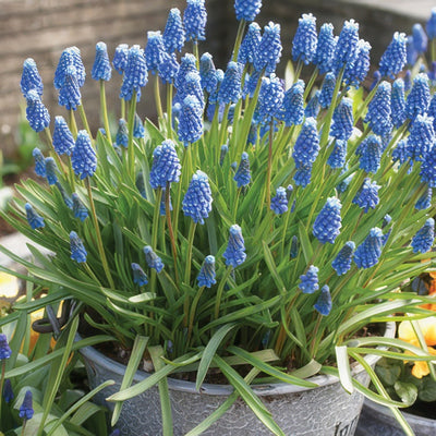 Grape Hyacinth Blue Pkghyblu - Garden Express Australia