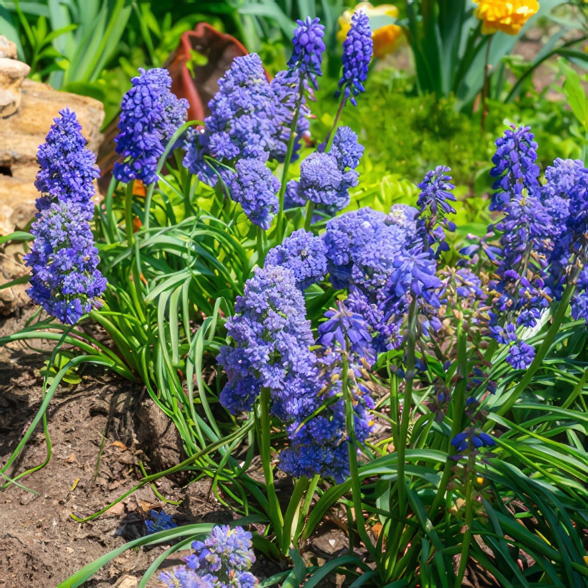 Muscari Fantasy Creation Pkmusfcr 2025 - Garden Express Australia