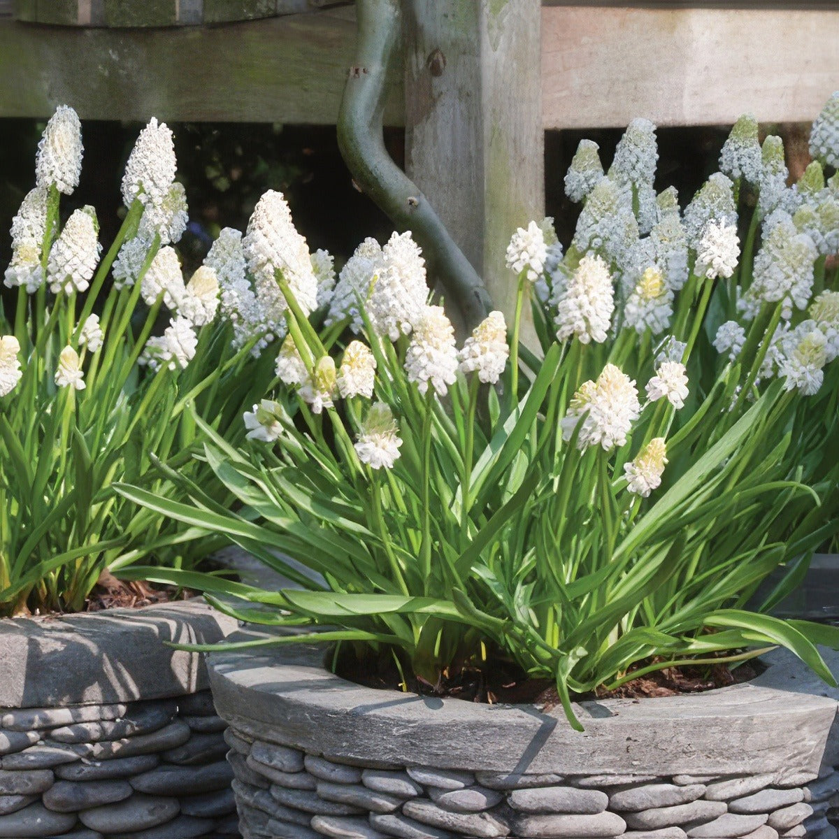 Muscari Argei Album Pkmusaal 2019 - Garden Express Australia