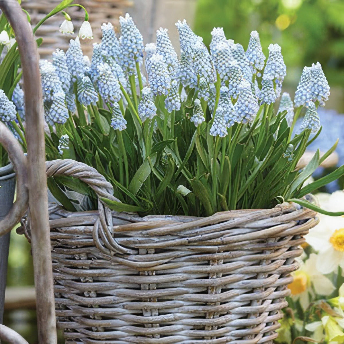 Muscari Valerie Finnis - Garden Express Australia