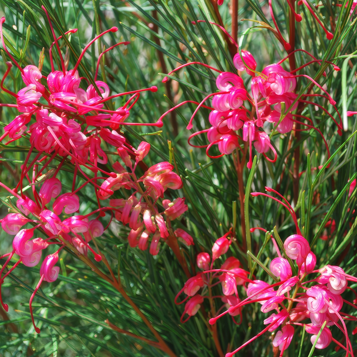 Grevillea Cherry Pie P68crecpi - Garden Express Australia