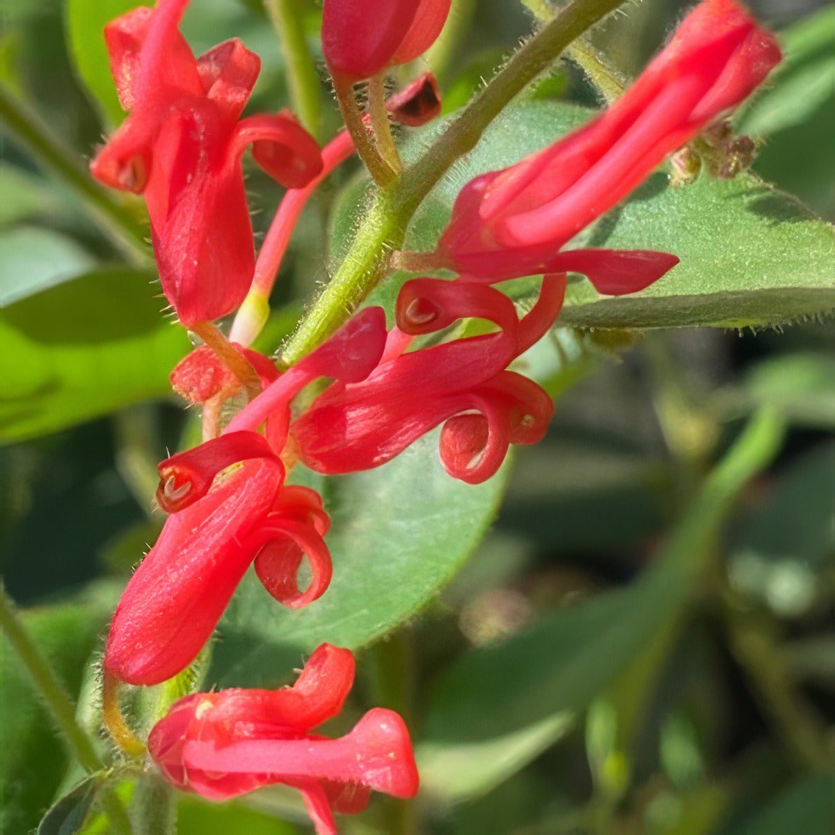 Grevillea Deua Flame Lpogredfl 2020 - Garden Express Australia