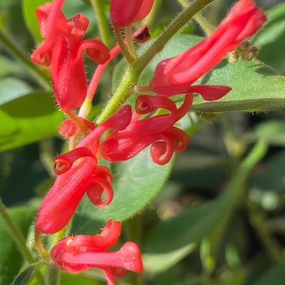 Grevillea Deua Flame Lpogredfl 2020 - Garden Express Australia