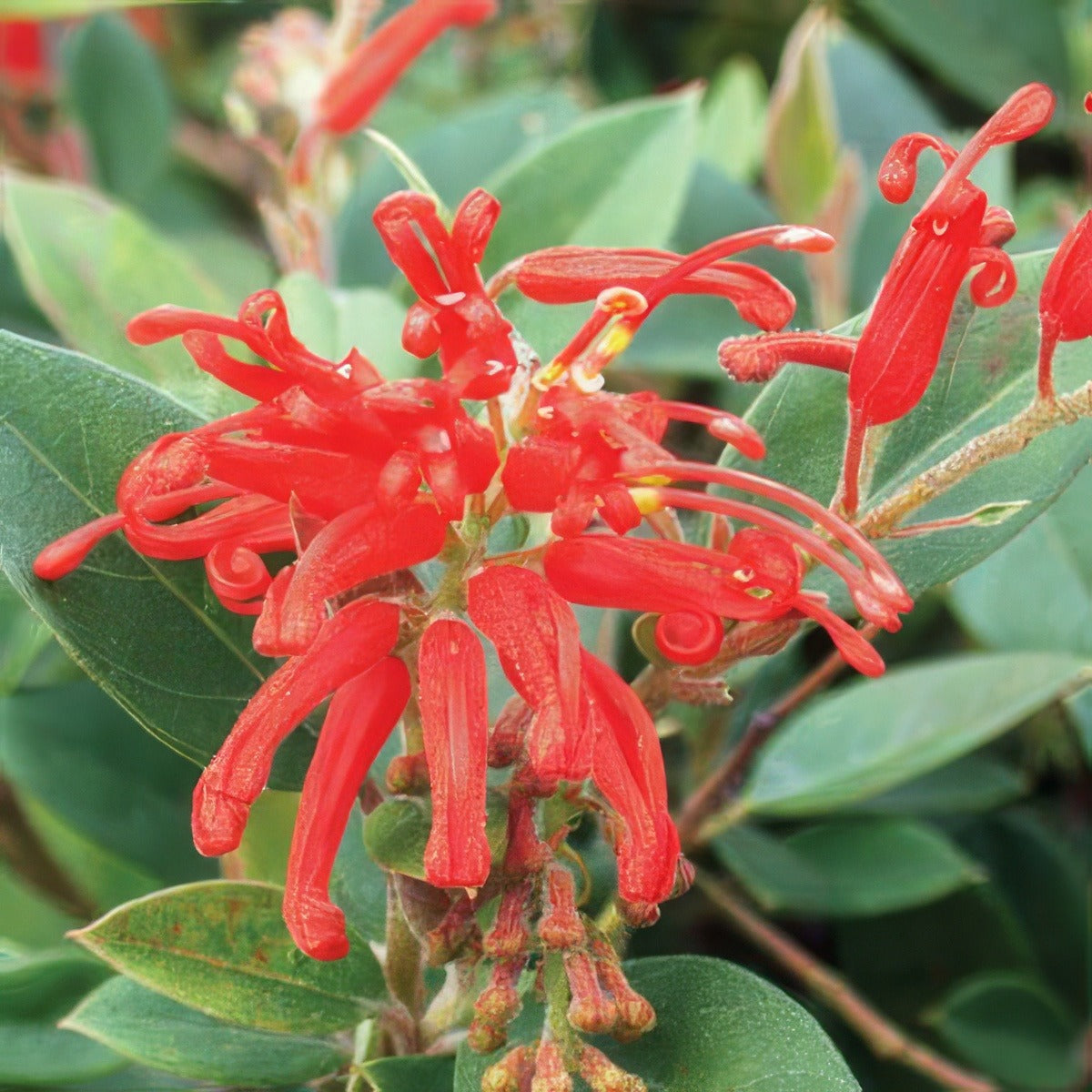 Grevillea Deua Flame Lpogredfl - Garden Express Australia