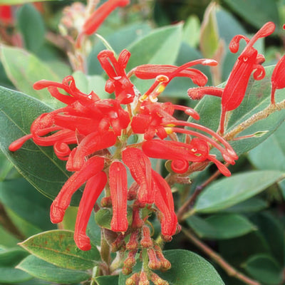 Grevillea Deua Flame Lpogredfl - Garden Express Australia