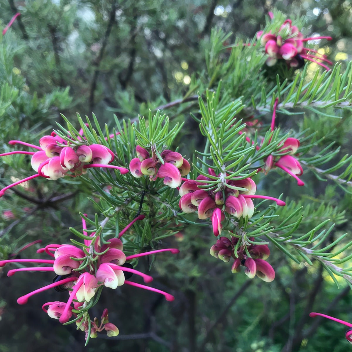 Grevillea Emma Charlotte Lpogreech - Garden Express Australia