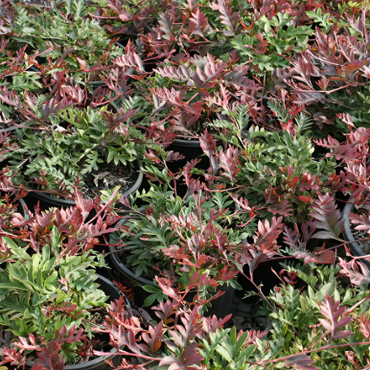 Grevillea Fishbone Flat - Garden Express Australia