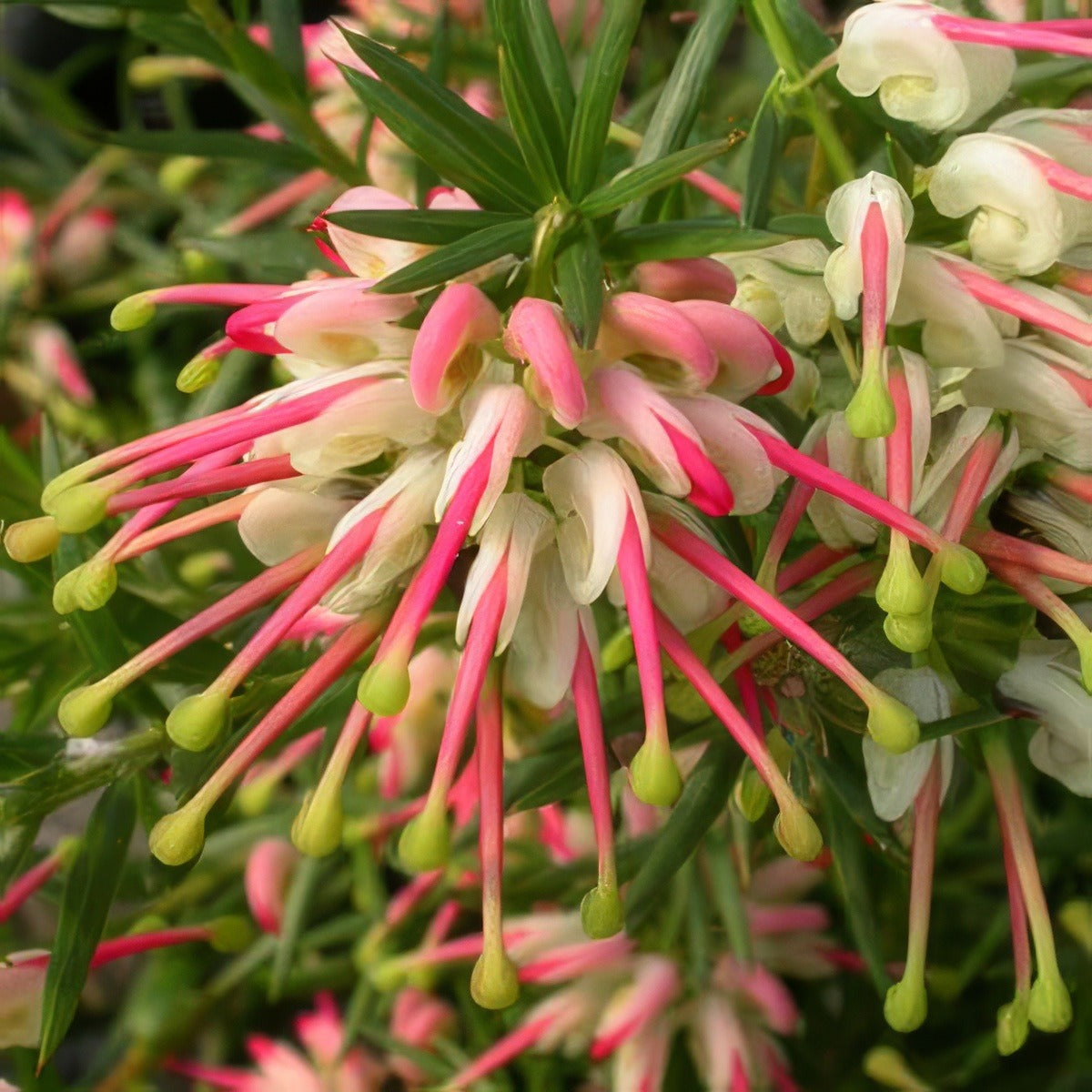 Grevillea Hills Jubilee 14 - Garden Express Australia
