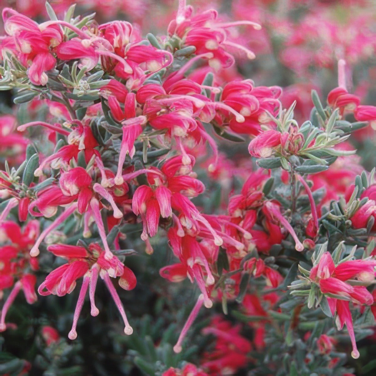 Grevillea Jelly Baby Lpogrejba - Garden Express Australia
