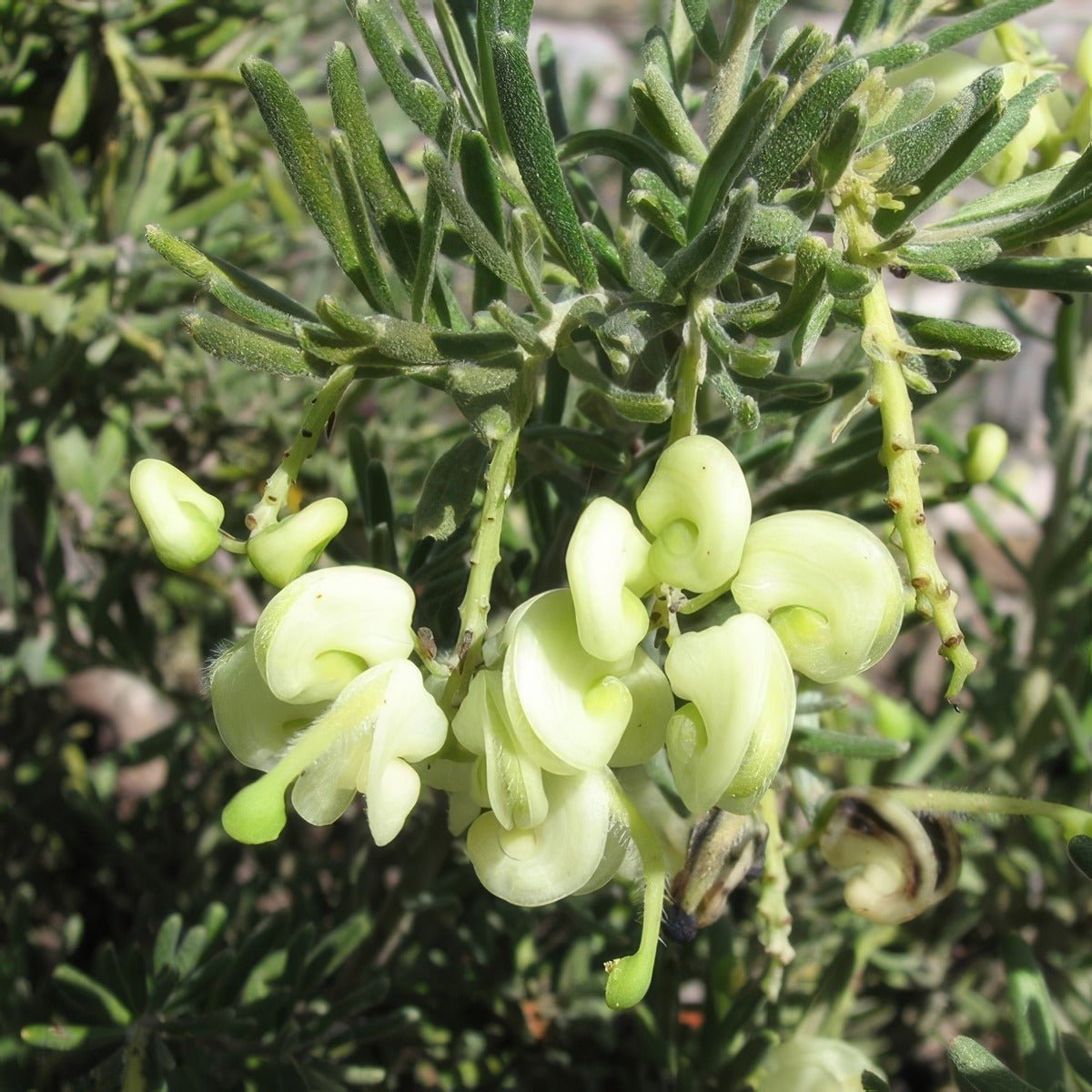 Grevillea Mellow Yellow Via Wikimedia Commons By Melburnian Pplgremye - Garden Express Australia
